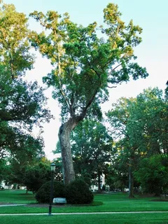 Tuliptree — Tuliptree (Liriodendron tulipifera) — fall color