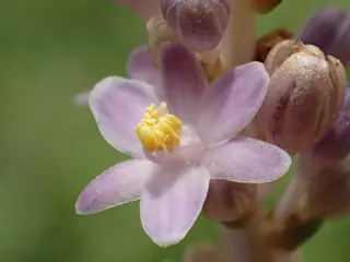 Creeping lilyturf