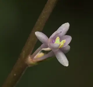 Creeping lilyturf (Liriope spicata) — mature form