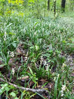 Creeping lilyturf (Liriope spicata) — foliage