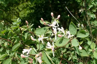 BLUE VELVET® honeysuckle