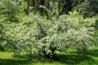 BLUE VELVET® honeysuckle (Lonicera korolkowii 'Floribunda') — mature form