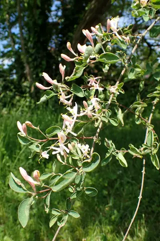 BLUE VELVET® honeysuckle (Lonicera korolkowii 'Floribunda') — foliage