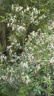 BLUE VELVET® honeysuckle (Lonicera korolkowii 'Floribunda') — bloom