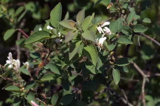 BLUE VELVET® honeysuckle (Lonicera korolkowii 'Floribunda') — fall color
