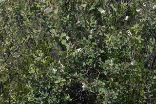 BLUE VELVET® honeysuckle (Lonicera korolkowii 'Floribunda') — habit