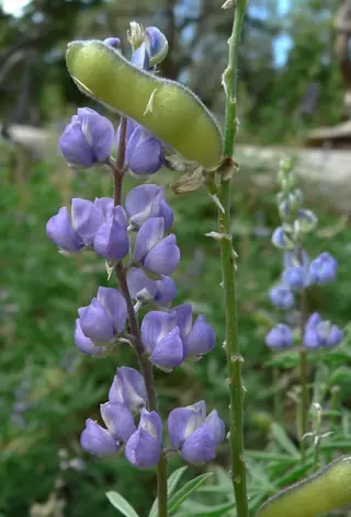 silvery lupine