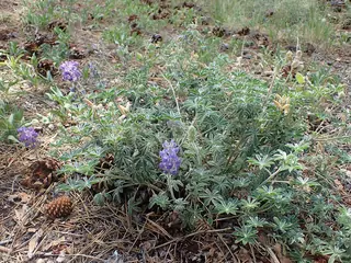 silvery lupine (Lupinus argenteus) — mature form
