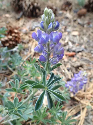 silvery lupine (Lupinus argenteus) — foliage