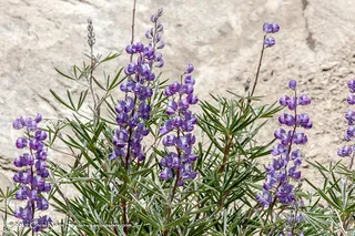 silvery lupine (Lupinus argenteus) — bloom