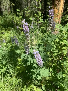 silvery lupine (Lupinus argenteus) — fall color