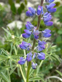 silvery lupine (Lupinus argenteus) — habit