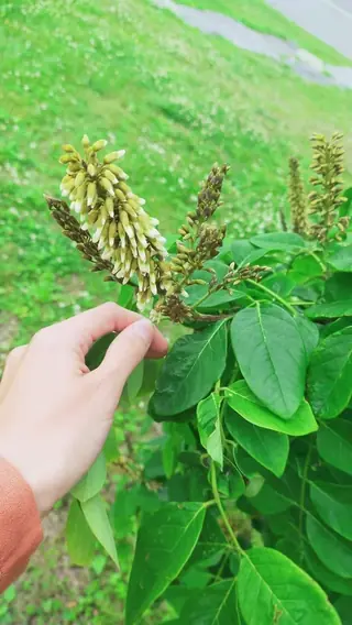 Maackia — Amur Maackia
