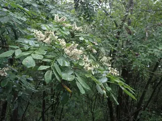Maackia — Amur Maackia (Maackia amurensis) — mature form