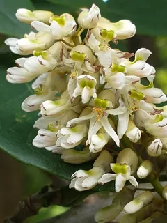 Maackia — Amur Maackia (Maackia amurensis) — foliage