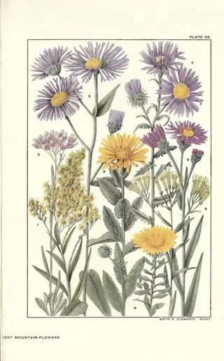 Bigelow's Tansyaster