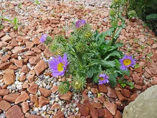 Bigelow's Tansyaster (Machaeranthera bigelovii) — mature form