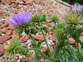 Bigelow's Tansyaster (Machaeranthera bigelovii) — foliage