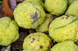 Osage Orange 'White Shield' (Maclura pomifera)