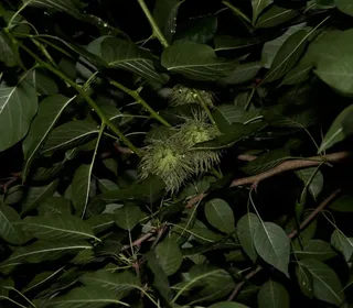 Osage Orange 'White Shield' (Maclura pomifera) — mature form