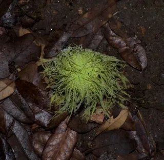 Osage Orange 'White Shield' (Maclura pomifera) — foliage