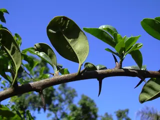 Osage Orange 'White Shield' (Maclura pomifera), habit