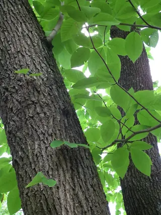 Magnolia — Cucumbertree