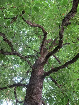 Magnolia — Cucumbertree (Magnolia acuminata) — mature form