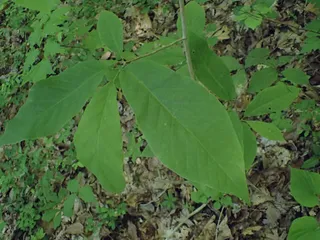 Magnolia — Cucumbertree (Magnolia acuminata) — foliage