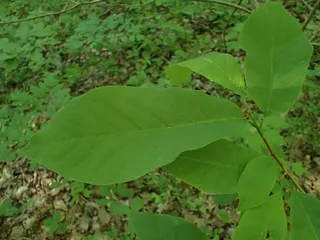 Magnolia — Cucumbertree (Magnolia acuminata) — bloom
