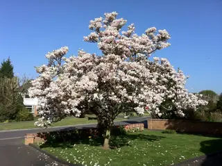 Magnolia — Saucer