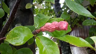 Magnolia — Saucer (Magnolia x soulangiana) — mature form