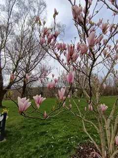 Magnolia — Saucer (Magnolia x soulangiana) — bloom