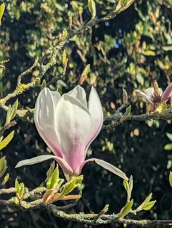 Magnolia — Saucer (Magnolia x soulangiana) — fall color