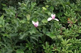 Magnolia — Saucer (Magnolia x soulangiana) — habit