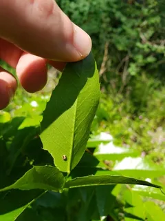 Compact Oregon grape (Mahonia aquifolium 'Compactum') — foliage