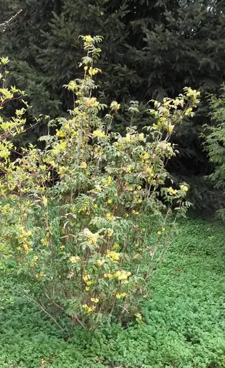 Compact Oregon grape