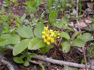 Creeping Oregon grape
