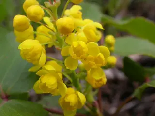 Creeping Oregon grape (Mahonia repens) — mature form