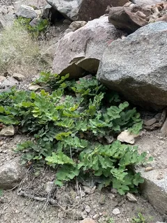 Creeping Oregon grape (Mahonia repens) — foliage