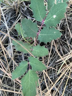 Creeping Oregon grape (Mahonia repens) — bloom
