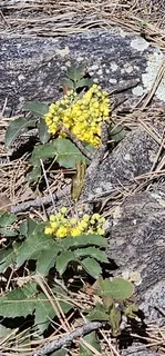 Creeping Oregon grape (Mahonia repens) — fall color