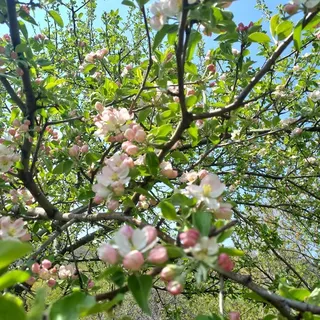 Crabapple — Dolgo (Malus 'Dolgo') — foliage