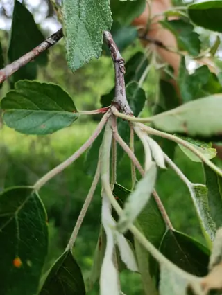Bechtel 'Plena' (Malus ioensis), foliage