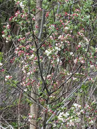 Bechtel crabapple