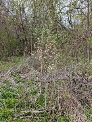 Bechtel 'Plena' (Malus ioensis), mature form