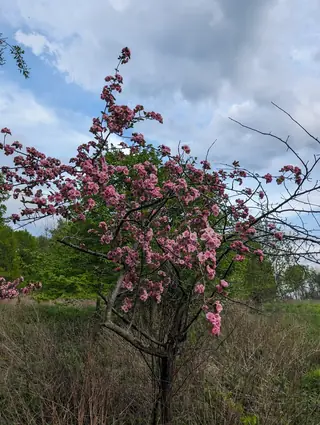 Bechtel 'Plena' (Malus ioensis), bloom