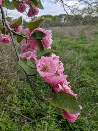 Bechtel 'Plena' (Malus ioensis), habit