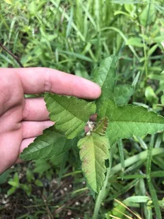 Bechtel 'Plena' (Malus ioensis) — mature form