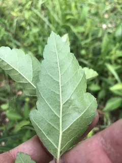 Bechtel 'Plena' (Malus ioensis) — foliage